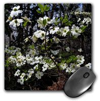 3Drose LLC 8 X 8 X 0.25 Inches Mouse Pad, Spring Welcoming Dogwood Blooms Spring Dogwood Tree with Blooms (Mp_127759_1)