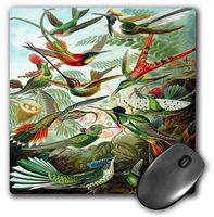 3dRose LLC 8 x 8 x 0.25 Inches Famous Biologist Sketch of Hummingbirds 1904 Mouse Pad (mp_62149_1)