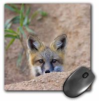 3dRose LLC 8 X 8 X 0.25 Inches Co, Pike National forest, Red Fox Jaynes Gallery Mouse Pad (mp_88871_1)