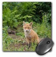 3dRose LLC 8 x 8 x 0.25 USA Alaska McNeil River Red Fox Rebecca Jackrel Mouse Pad (mp_87684_1)