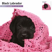Magnet & Steel 2017 Black Labrador Calendar, Wall Calendar