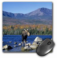 3dRose LLC 8 x 8 x 0.25 Inches Cow Moose Wildlife Mt. Katahdin Baxter Spa Maine Howie Garber Mouse Pad (mp_90643_1)