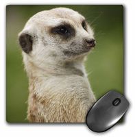 3dRose LLC 8 x 8 x 0.25 Inches Slender Tailed Meerkat San Diego Zoo California Maresa Pryor Mouse Pad (mp_88552_1)