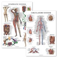 2 Pack - Circulatory System & Lymphatic System Anatomy Posters - Set of 2 Anatomical Charts - Vascular/Lymphatic - Laminated 18" x 27"
