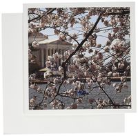 3dRose Greeting Cards,6" x 6", Cherry Blossoms in Bloom in Washington (gc_190367_2)