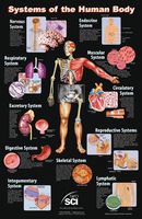 Neo Sci Systems of the Human Body Laminated Poster, 23" Width x 35" Height