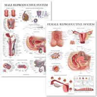 2 Pack Male & Female Reproductive System Anatomical Charts - Male & Female Anatomy Poster Set - 18" x 27"