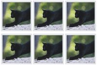 3dRose Black Cat in Nature - Greeting Cards, 6 x 6 inches, set of 6 (gc_47155_1)