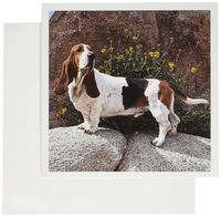 3dRose A Basset Hound dog - US05 ZMU0111 - Zandria Muench Beraldo - Greeting Cards, 6 x 6 inches, set of 12 (gc_88795_2)