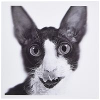 3dRose Rex cornish bicolore noir et blanc - Greeting Cards, 6 x 6 inches, set of 12 (gc_11313_2)