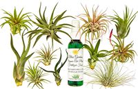 12 pc Air Plant Tillandsia Starter Set by Bliss Gardens - 12 Live House Plants with 1 Bottle of Organic Fertilizer Food