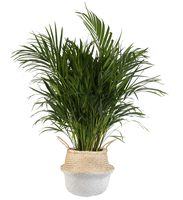 Costa Farms Live Areca Palm in Seagrass Basket, 3-Foot, White-Natural
