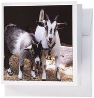 3dRose Pygmy Goat - Greeting Cards, 6 x 6 inches, set of 6 (gc_1068_1)