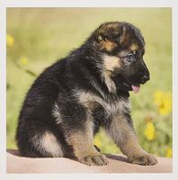 German Shepherd puppy dog - Zandria Muench Beraldo - Greeting Cards, 6 x 6 inches, set of 12 (gc_140454_2)