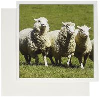 3dRose Romney Flock of Sheep New Zealand AU02 DNY0015 David Noyes Greeting Cards, Set of 12 (gc_133633_2)