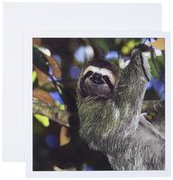 3dRose Brown-throated Three-toed Sloth, Wildlife - NA02 RNU0815 - Rolf Nussbaumer - Greeting Cards, 6 x 6 inches, set of 12 (gc_84631_2)