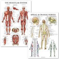 Muscular System & Spinal Nerves Anatomical Poster Set - Laminated - 2 Poster Set - Muscle and Spinal Nerves Anatomy Chart Set 18" x 27" (Muscle/Spine)