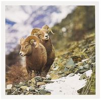 3dRose Bighorn sheep rams, altyn Ridge, Glacier NP, Montana - US27 CHA1696 - Chuck Haney - Greeting Cards, 6 x 6 inches, set of 6 (gc_91824_1)