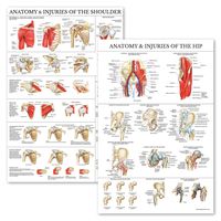 2 Pack - Anatomy and Injuries of The Shoulder & Hip Poster Set - Anatomical Chart Set - Laminated 18" x 27"