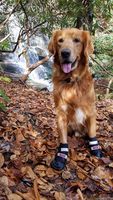 Bark Brite All Weather Neoprene Paw Protector Dog Boots in 5 Sizes! (XL (4.0 in.)) Travel Zipper Case Included!