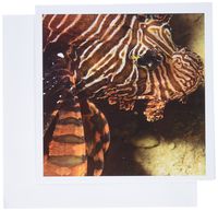 3dRose Lionfish, Scuba diving, Tukang Besi, Indonesia Greeting Cards, 6" x 6", Set of 12 (gc_71967_2)