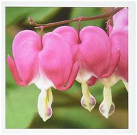 3dRose Set of 12 Greeting Cards, Pink Bleeding Heart Flowers (gc_49864_2)