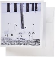 3dRose Trumpeter Swans Along Golden Lake Harriman SP Idaho Usa Greeting Cards, Set of 6 (gc_191895_1)