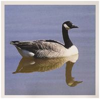 3dRose Greeting Cards, Canadian Goose, Set of 6 (gc_23921_1)