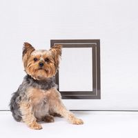PetSafe Pet Screen Door - Small Dog and Cat Door for Screen Door, Window and Porch Use