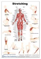 Stretch Poster 24x36inch, Waterproof, Muscle and Exercise