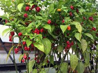 Hottest Pepper Plants (red Carolina Reaper) (3 plants)