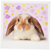 3dRose Rabbit - Greeting Cards, 6 x 6 inches, set of 12 (gc_4802_2)