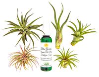 6 pc Air Plant Tillansia Starter Set by Bliss Gardens/Includes 5 Live Plants with 1 Bottle of Organic Fertilizer Food
