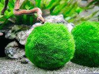 Aquatic Arts 3 Betta Fish Balls - Live Marimo Aquarium Plants for Fish Tanks - Natural Toy Accessories for Betta Fish, Green