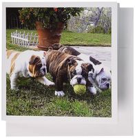 3dRose English Bulldogs Play Ball - Greeting Cards, 6 x 6 inches, set of 12 (gc_60013_2)