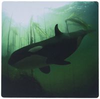 3dRose LLC 8 x 8 x 0.25 Inches Mouse Pad, Orca and Kelp Forrest (mp_46395_1)