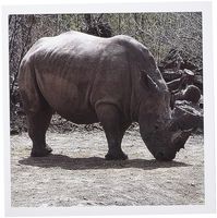 3dRose Rhino Greeting Cards, 6 x 6 Inches, Set of 6 (gc_12191_1)