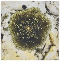 3dRose LLC 8 x 8 x 0.25 Inches Lichens Covering a Stone Pattern Mouse Pad (mp_46034_1)