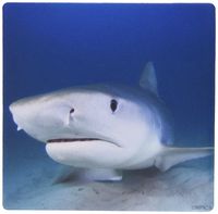 3dRose LLC 8 x 8 x 0.25 Inches Tiger Shark Galeocerdo Cuvier Tiger Beach, Bahamas, Atlantic Ocean Pattern Mouse Pad (mp_46348_1)