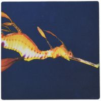3dRose LLC 8 x 8 x 0.25 Inches Weedy Sea Dragon Phyllopteryx Taeniolatus Western Australia Esperance Pattern Mouse Pad (mp_46258_1)