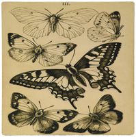 3dRose LLC 8 x 8 x 0.25 Inches Mouse Pad, London 1850 Butterfly Book (mp_160176_1)