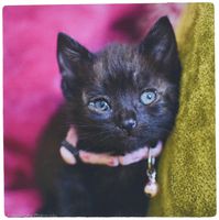 3dRose LLC 8 x 8 x 0.25 Inches Black Kitten by The Green Pillow Pattern Mouse Pad (mp_47180_1)