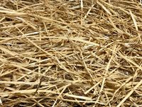 AA Plus Shop 100% Natural Wheat Straw Grass, Animal Bedding and Farm Wheat Straw (4LB)