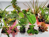 Terrarium & Fairy Garden Plants - 8 Plants in 2.5 (Is Approximately 4 to 6 Inches Height of the Plant)
